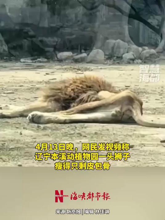 辽宁本溪动植物园一狮子瘦得只剩皮包骨,园方:配偶去世后数十日未正常进食(海峡都市报)