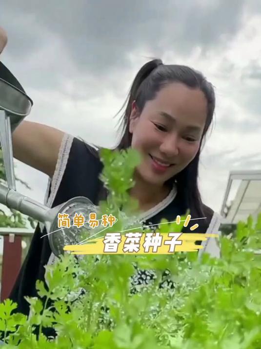 小叶香菜种来袭,打造私家香菜园