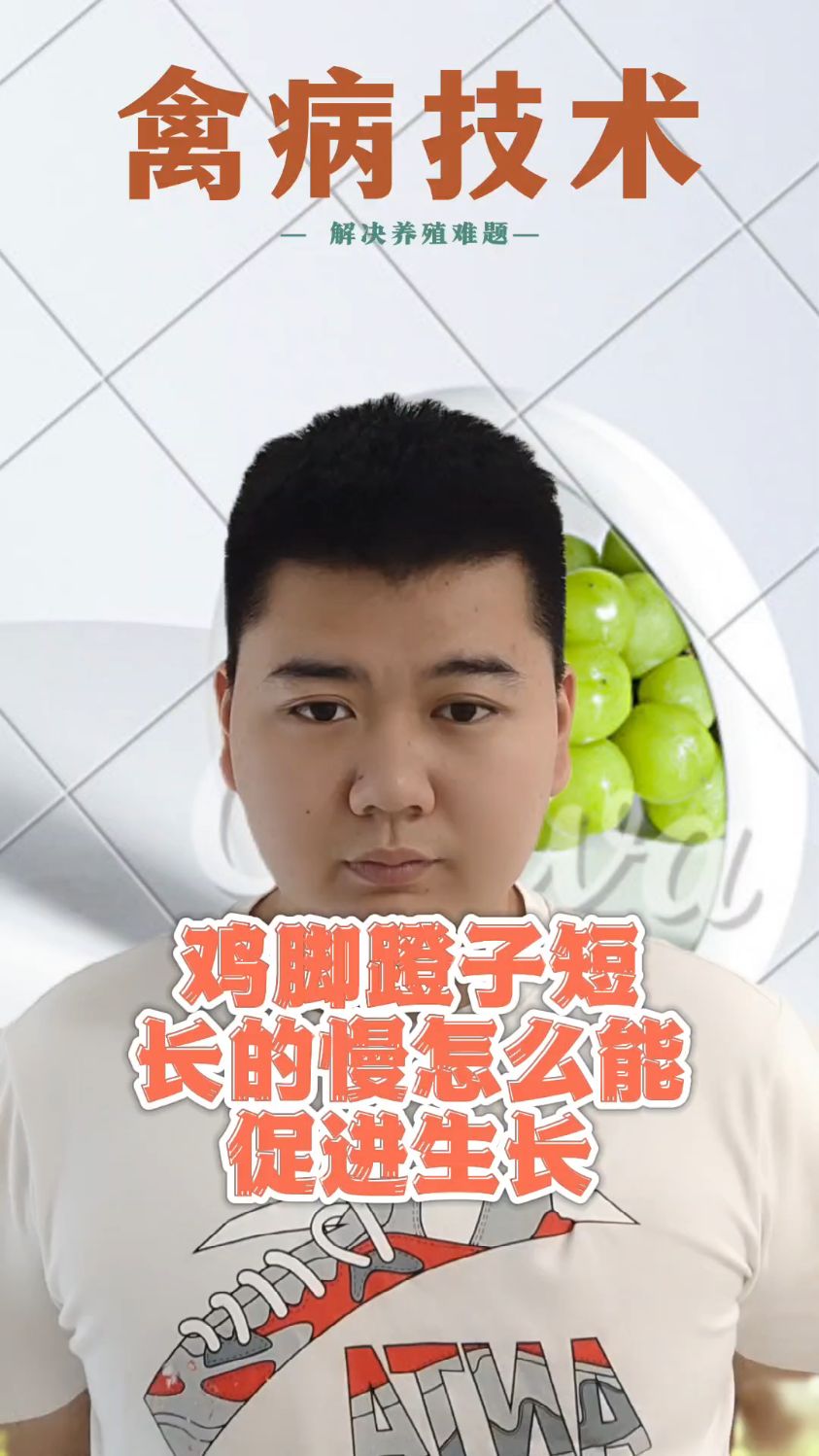 #公鸡的脚蹬子多久能长出来公鸡什么时候开始长脚蹬子公鸡多长时间长脚蹬子公鸡脚蹬