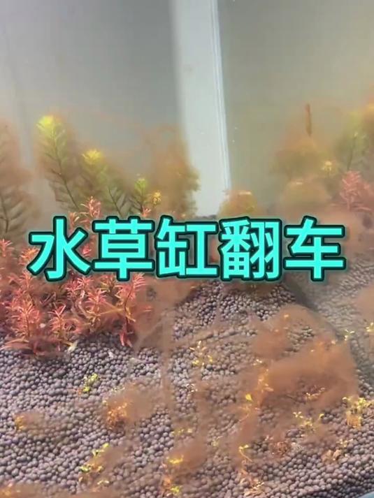 水草缸长藻翻车？试试这些除藻法，工具鱼除藻超实用