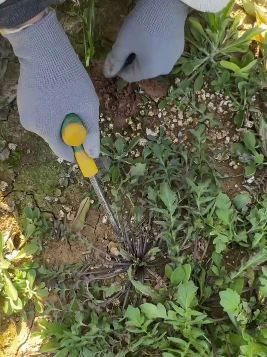 挖野荠菜