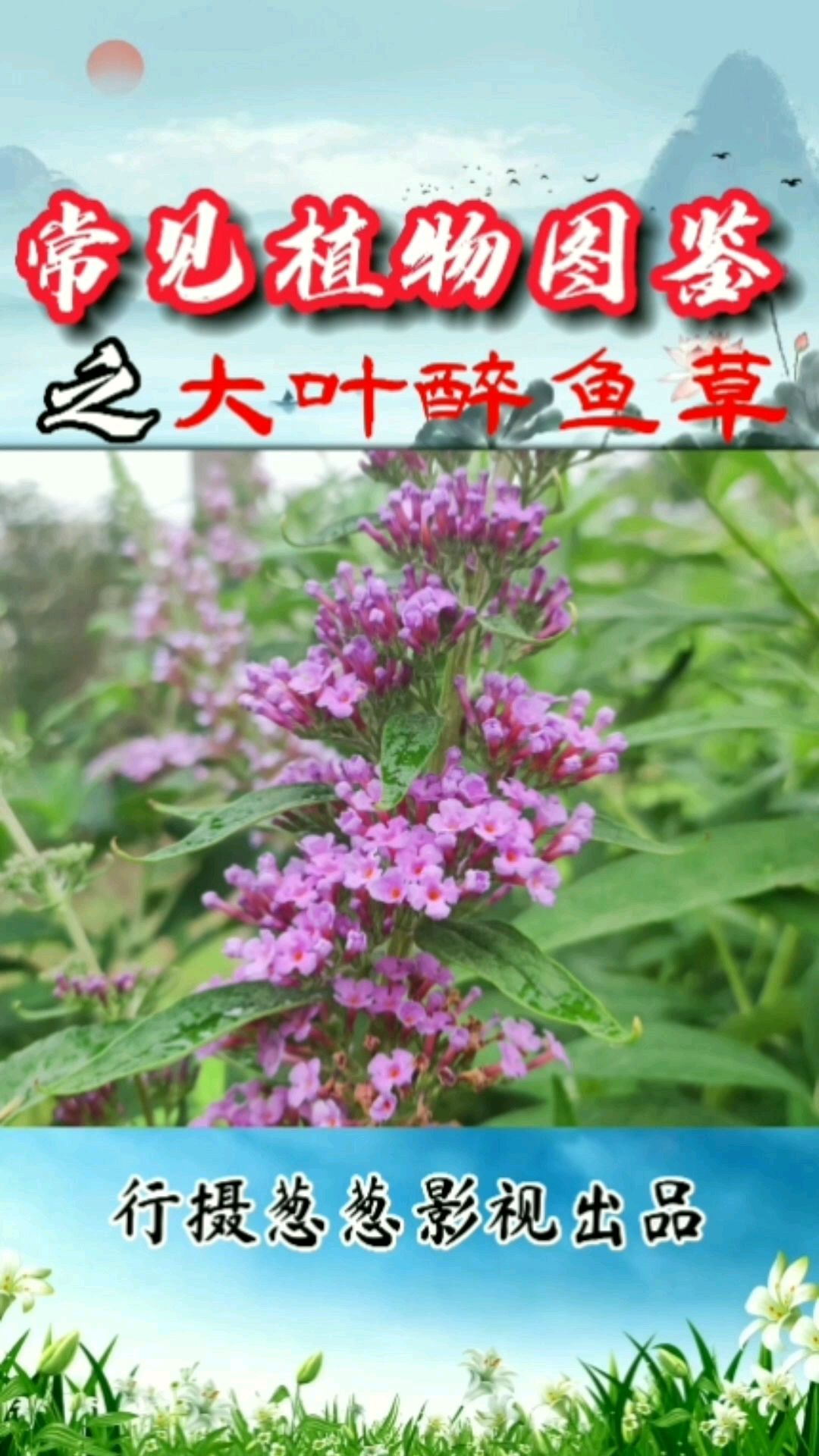 大叶醉鱼草,也叫酒药花,知道为什么吗?