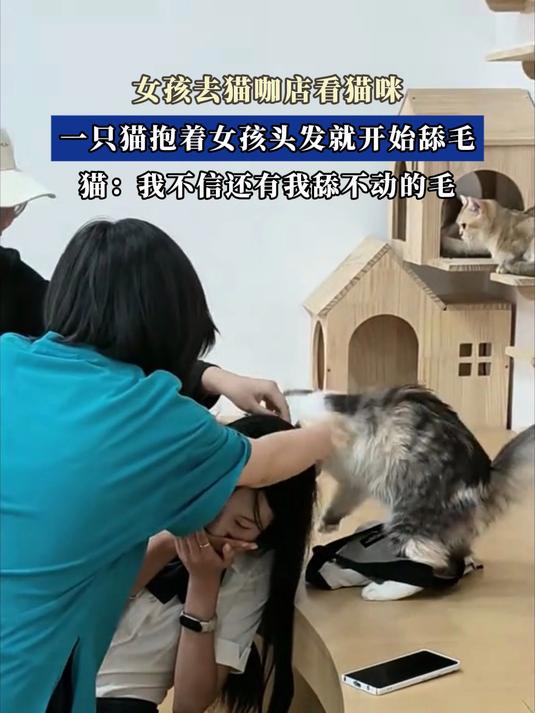 女孩去猫咖店看猫咪,一只猫抱着女孩头发就开始舔毛