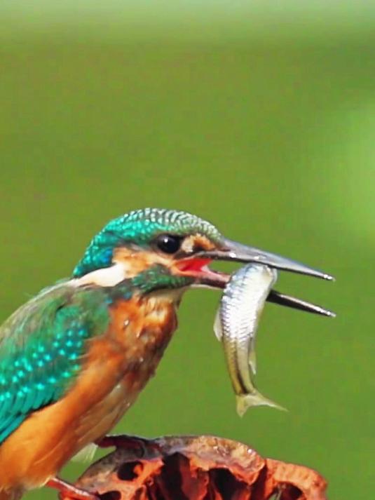 翠鸟捕鱼，摔打吞一条龙