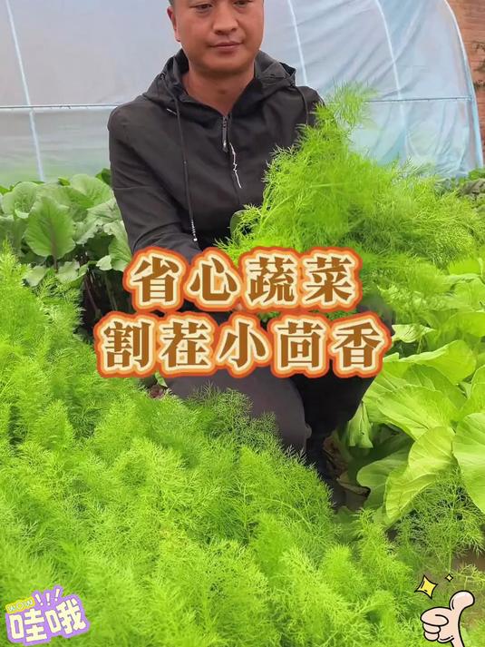 能像韭菜一样割着吃的茴香菜,自己在家就能种
