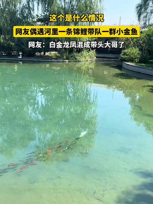 网友偶遇河里一条锦鲤带队一群小金鱼，白金龙凤混成带头大哥了