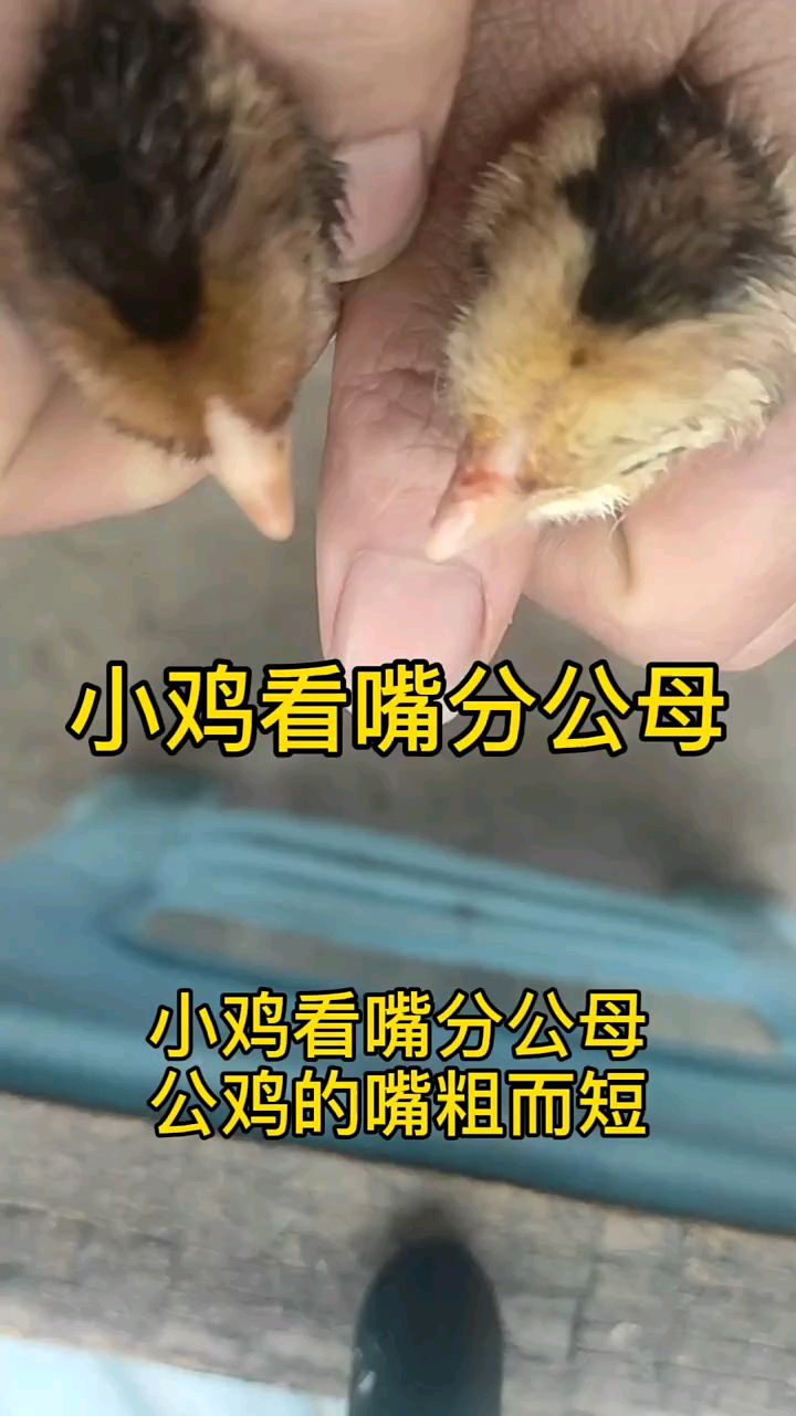 小鸡看嘴分公母