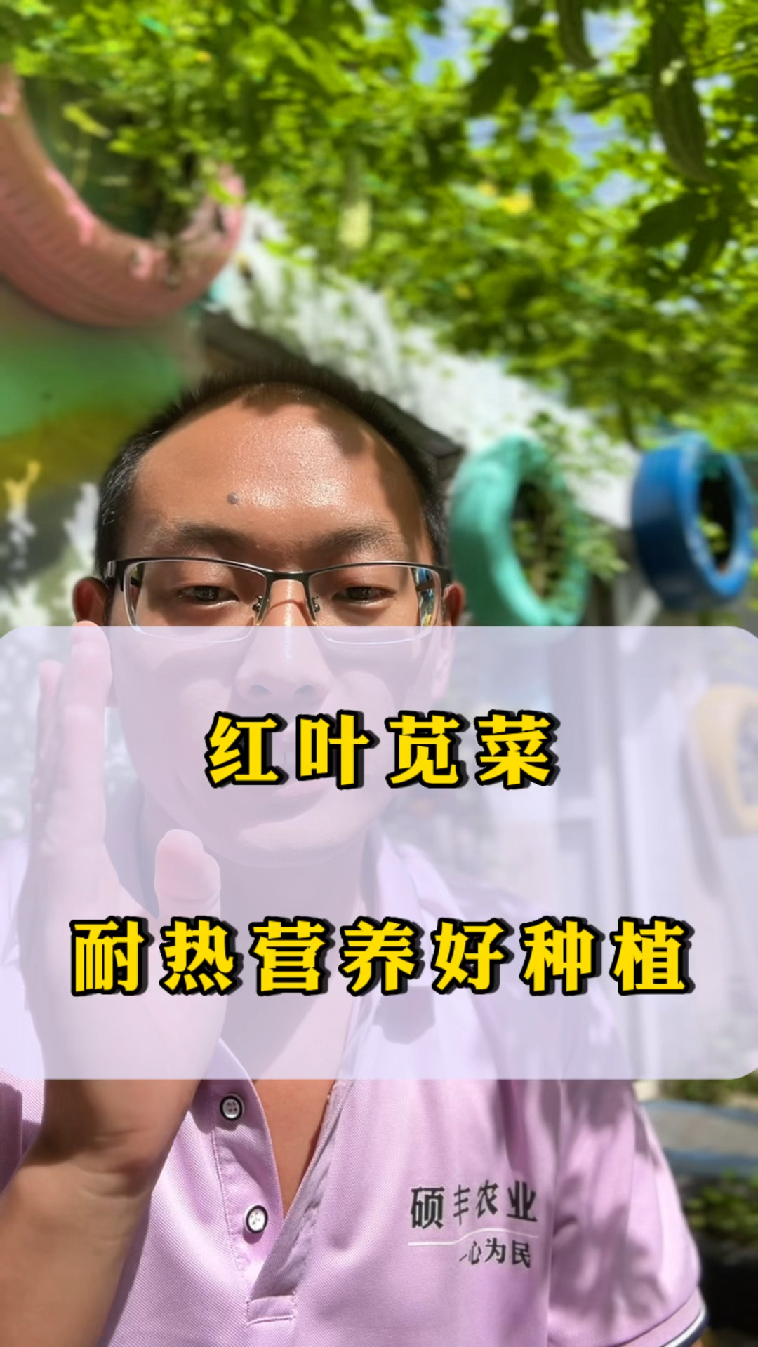 好吃又富含花青素的红苋菜,夏天多吃身体棒,你也赶快种些吧?!