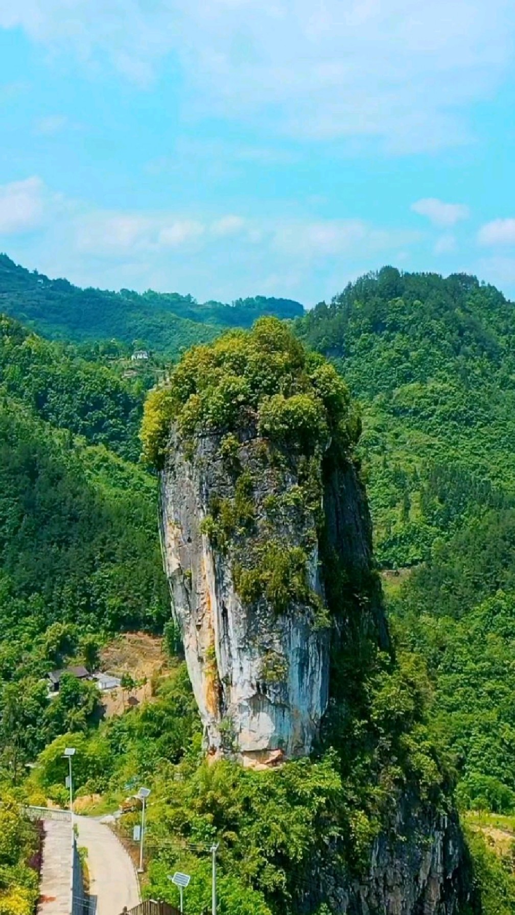 贵州大山里的超级“大白菜”,你看像吗?