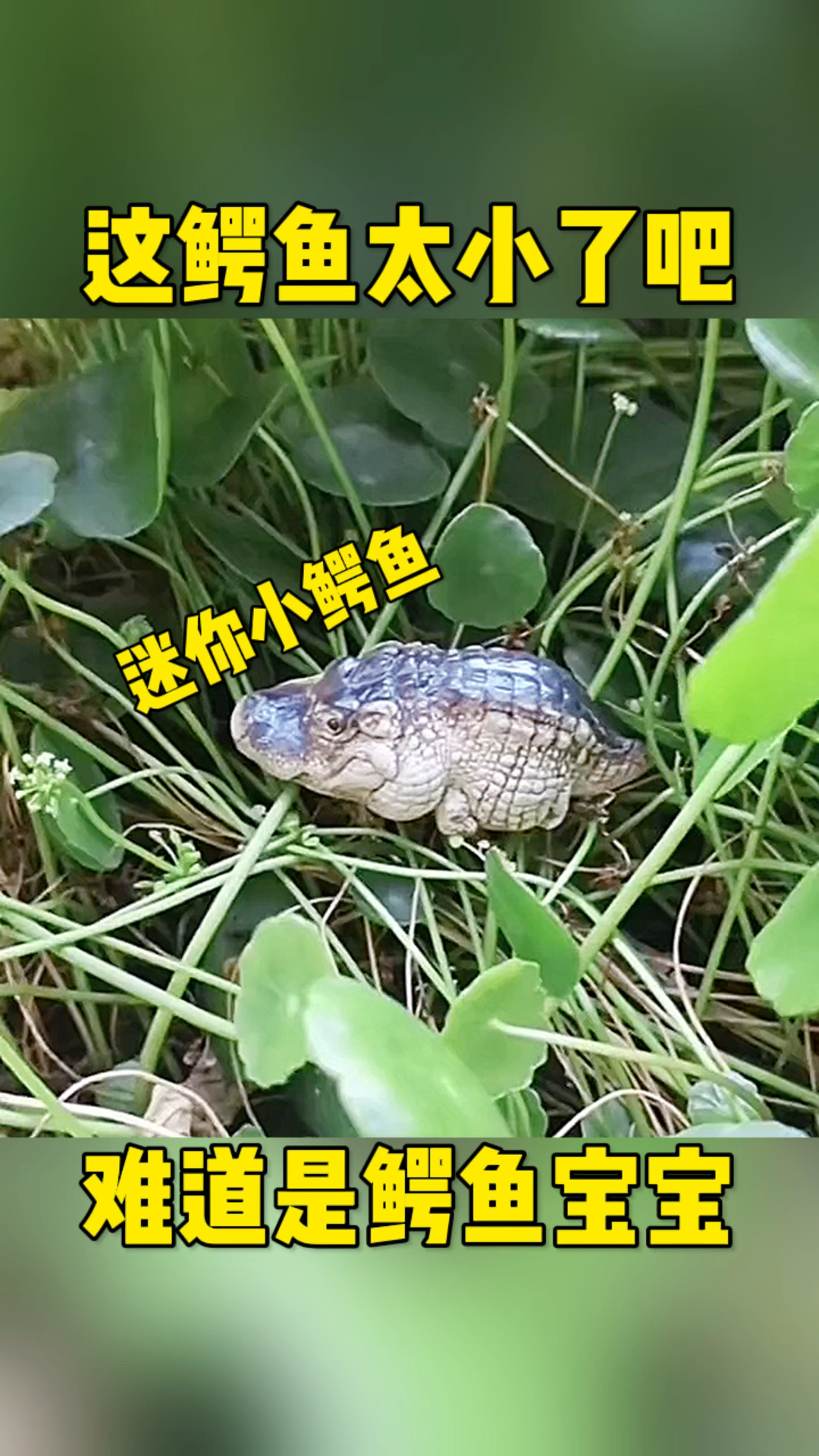 这只鳄鱼实在是太小了