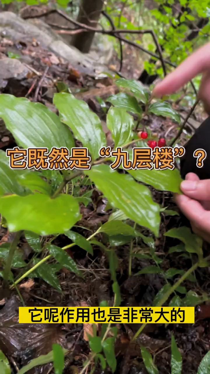 山糜子,你们知道这种植物吗?