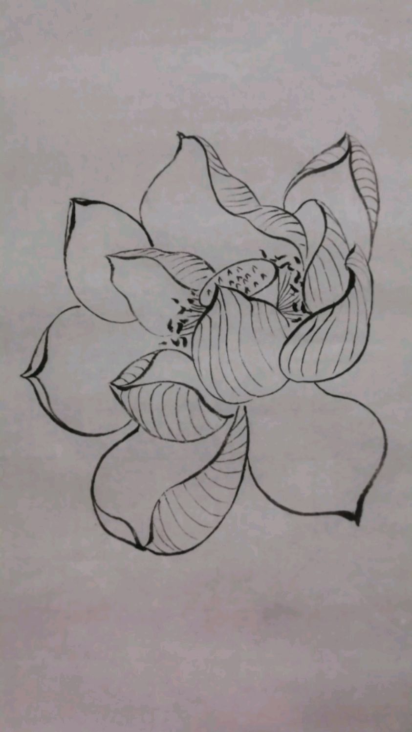 国画创作白描荷花