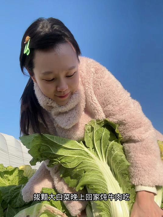 户外拔大白菜