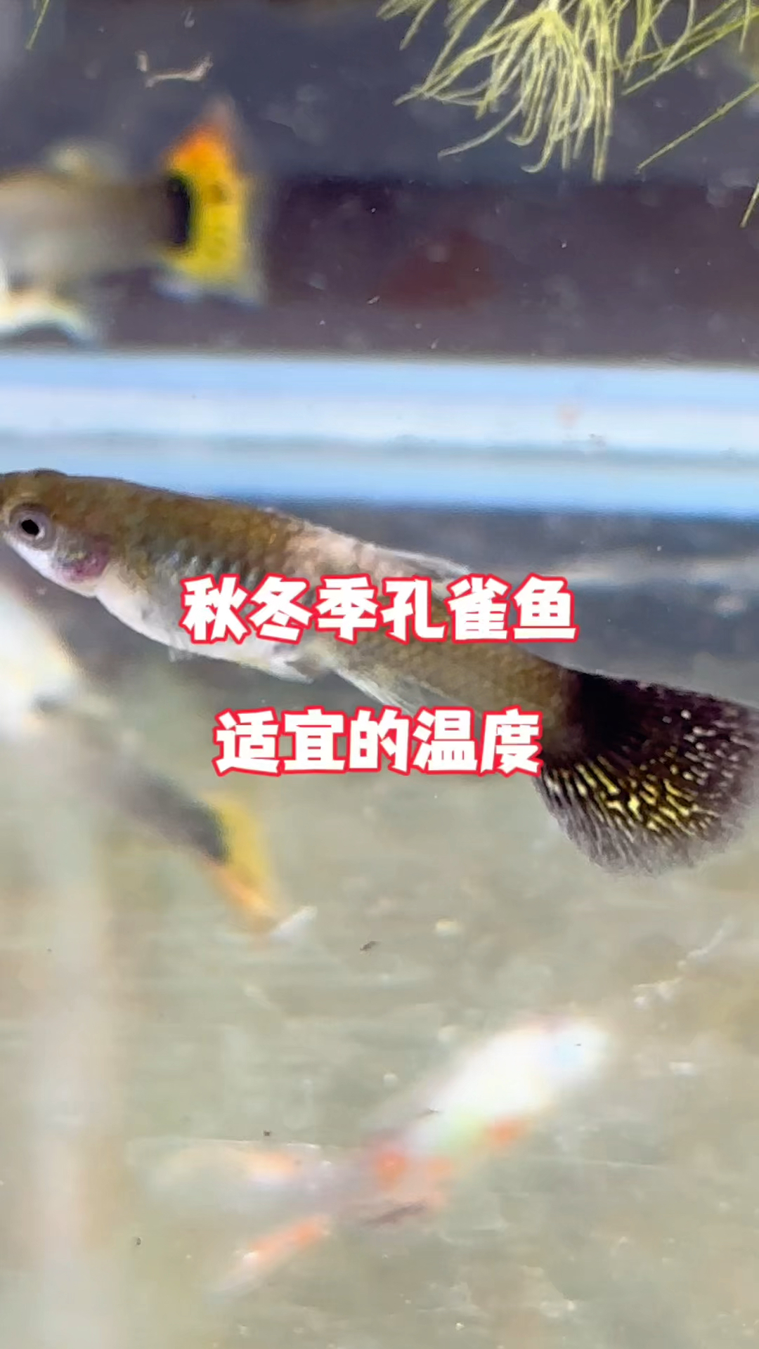 冬天饲养孔雀鱼要注意的就是水温问题#水族 #鱼缸里的大自然 #养鱼日记