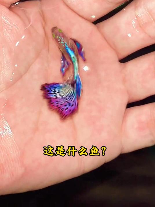 15种漂亮的鱼类,看看认识几种(1)