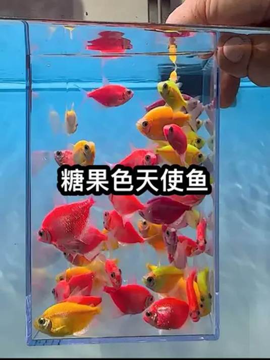 七彩天使鱼好看皮实好养活,价格亲民不操心