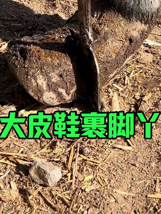 砍瓜切菜一刀断!大皮鞋裹脚丫,毛驴七年不修脚走路摇晃真别扭