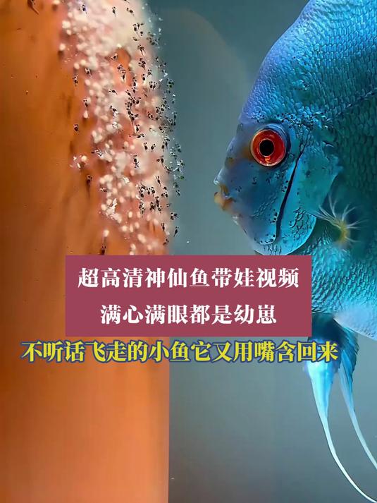 超高清神仙鱼带娃视频，满心满眼都是幼崽