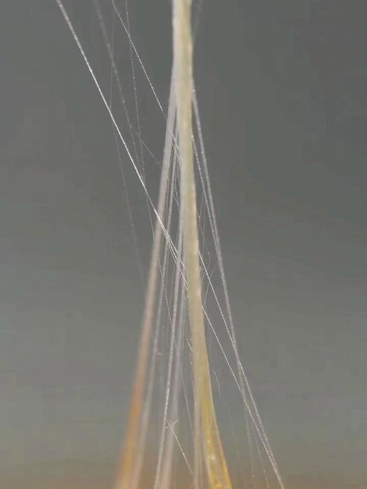 一颗鸡蛋的价值：鸡蛋有八大结构，从外到内各司其职，兼具防护作用与丰富营养