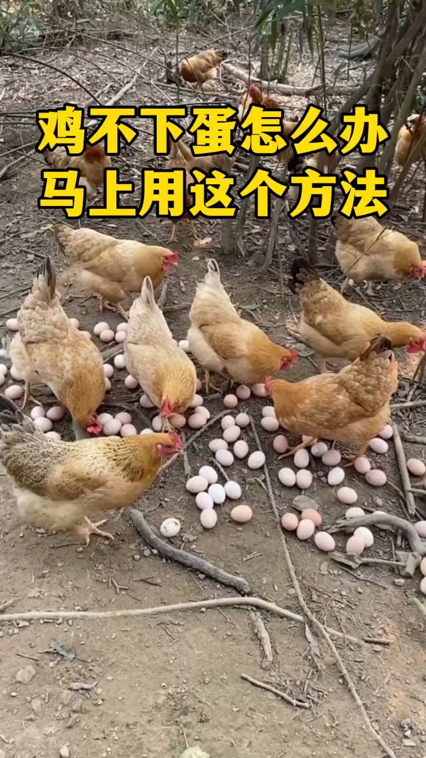 鸡不下蛋怎么办?马上用这个方法。