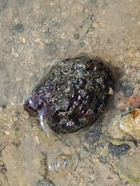 小哥在海边赶海，意外捕获一只七彩螳螂虾，这颜值谁顶得住