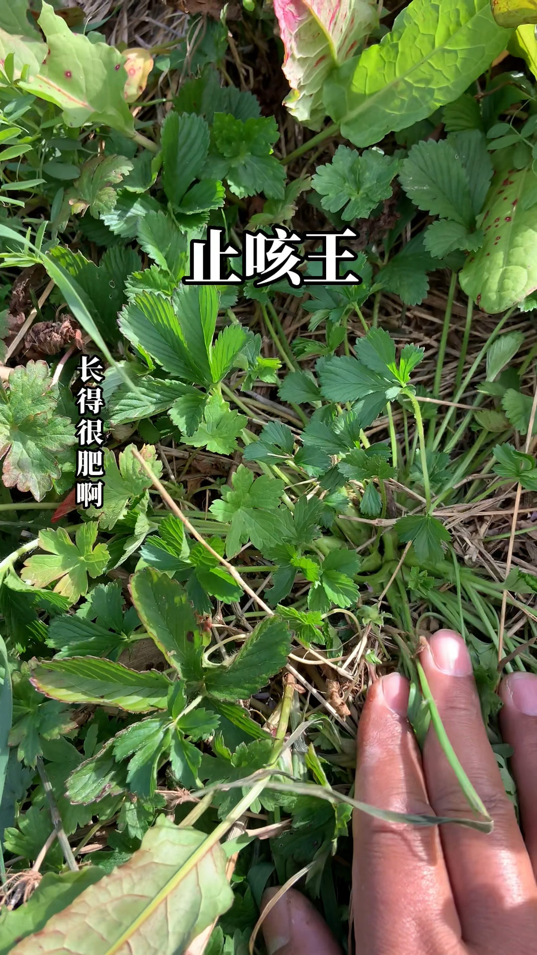 老一辈人称之为止咳王的野草！