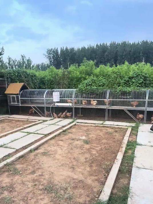 围着菜园打造双层跑道鸡舍,小院也能实现养鸡又种菜,卫生好打扫