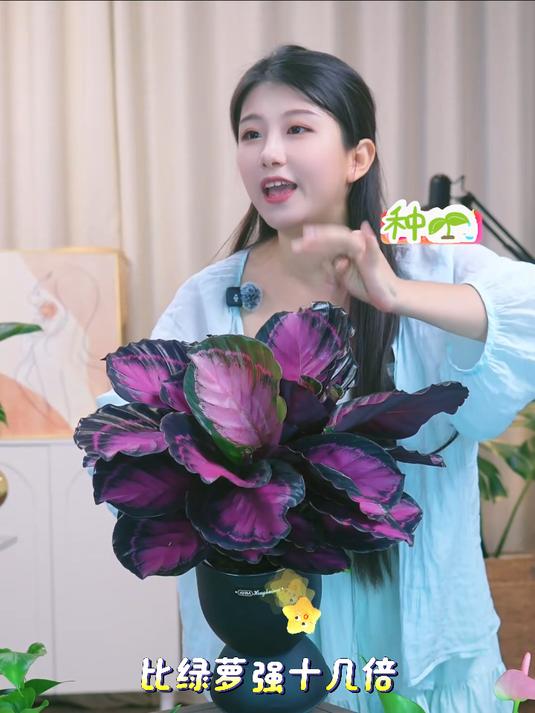 红玫瑰竹芋，又叫幸运女神，一年四季常红，浇浇水就可以养的很好