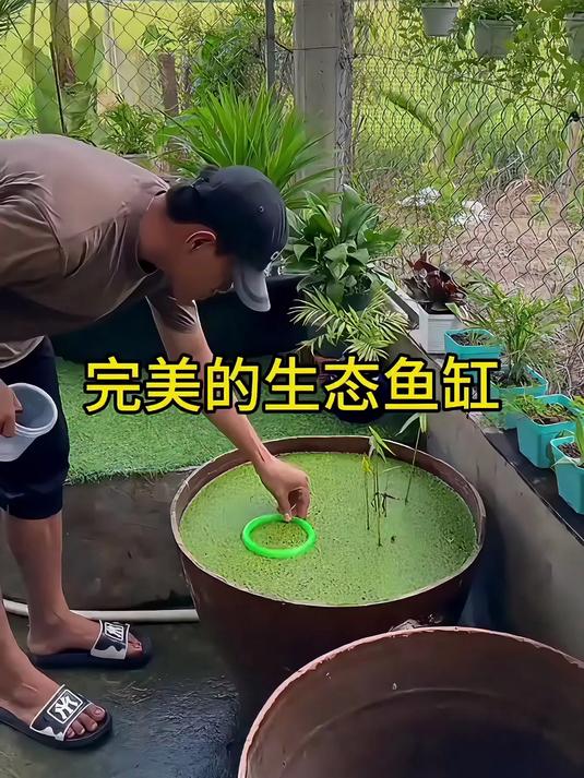 完美的生态鱼缸