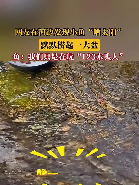 网友在河边发现小鱼“晒太阳”,默默捞起一大盆