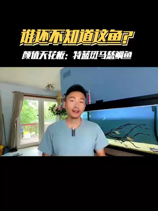 还有谁不知道这是淡水鱼，特蓝斑马慈鲷养起来#慈鲷# #慈鲷鱼#