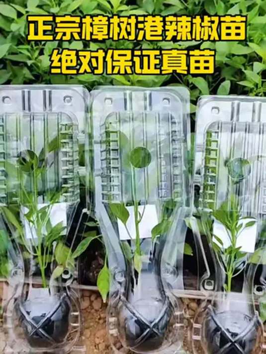 樟树港辣椒苗凭啥这么贵?吃过都赞,小院阳台可种
