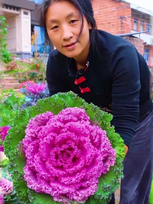 紫色像花一样的菜,你吃过吗