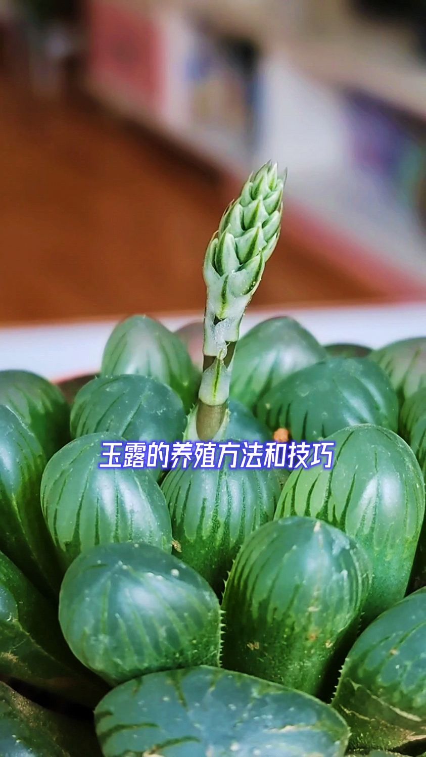 玉露的养殖方法和技巧