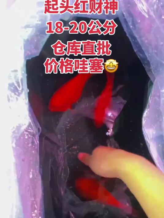 红财神鱼,18-20公分,超红起头,身形漂亮,发色充分,仓库直批