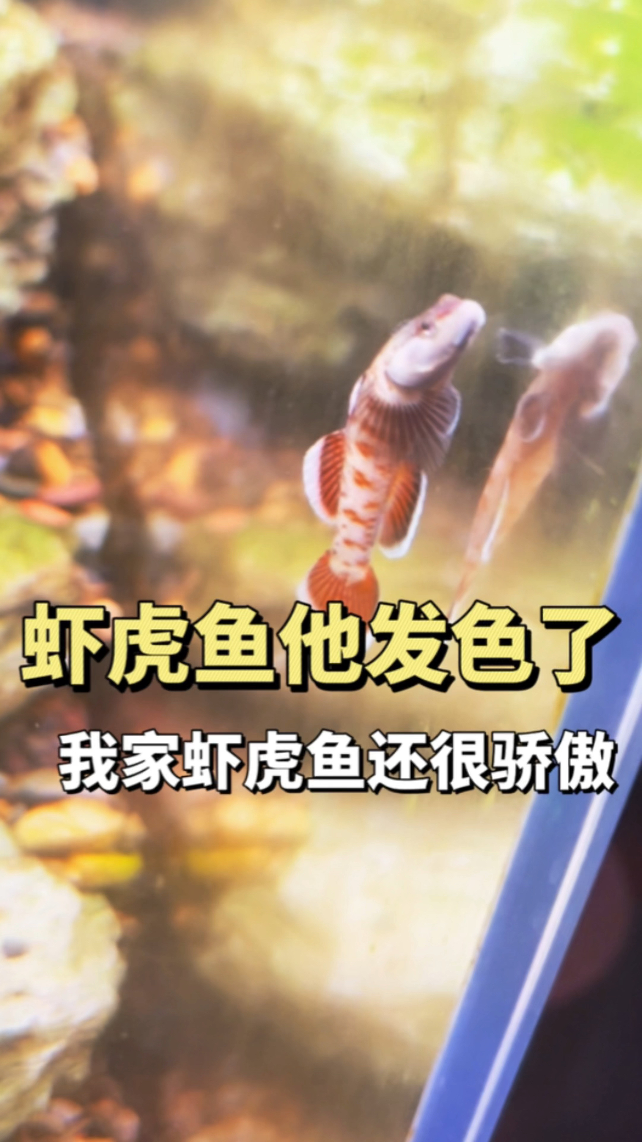 虾虎鱼他发色了,我家那三位还很骄傲