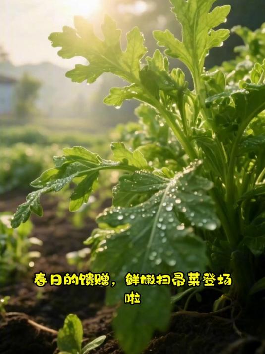 扫帚菜炒肉 口感很鲜嫩
