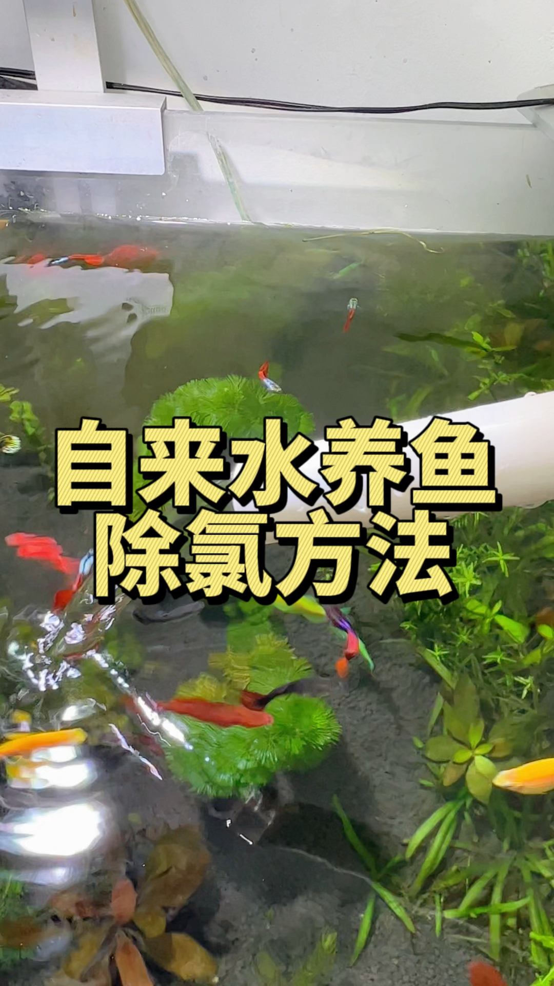 自来水养鱼一定要懂得先除氯,以下是除氯的几种方法。#水族#鱼乐宝#观赏鱼
