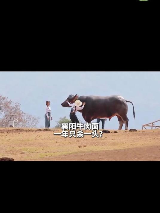 慢炖 8 小时的牛肉香,隔着街都馋哭!