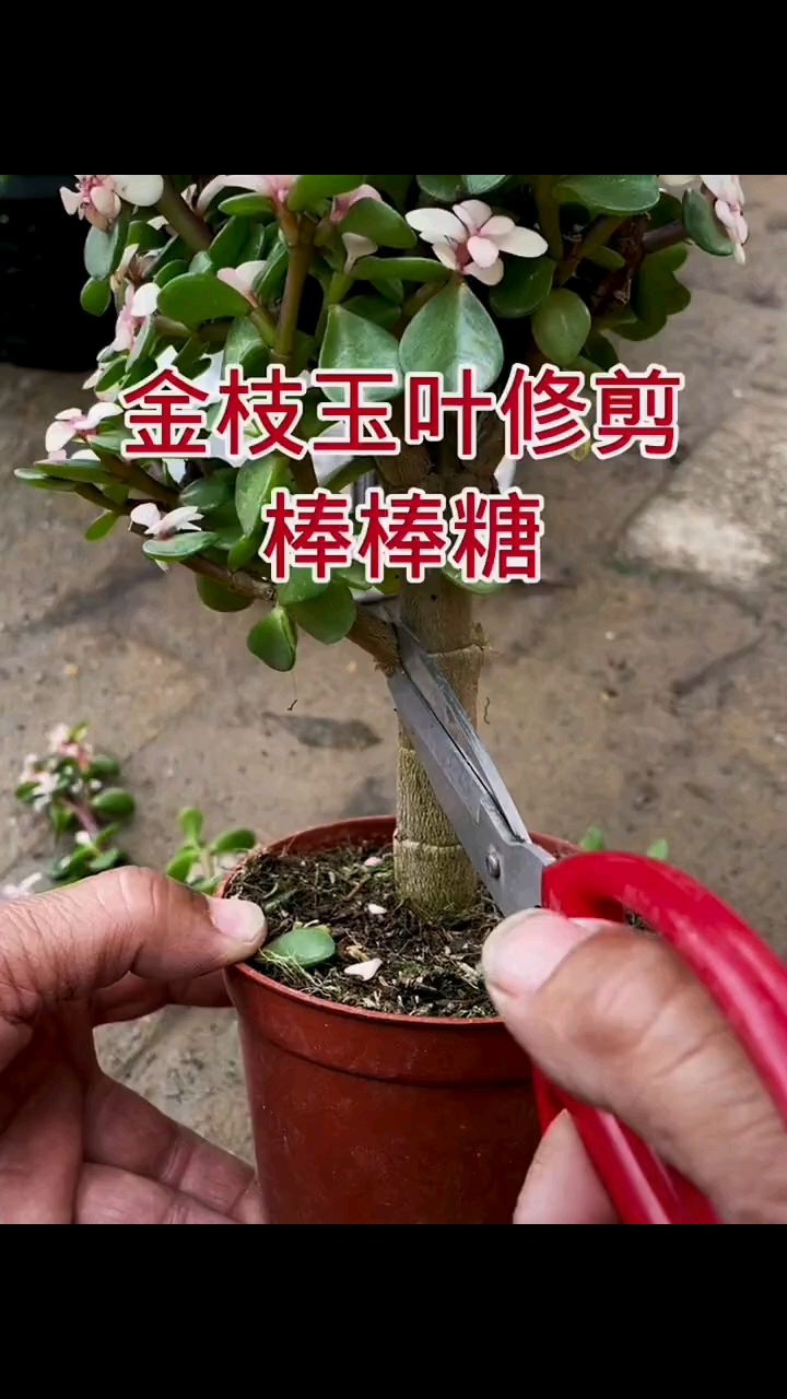 小老桩金枝玉叶的修剪