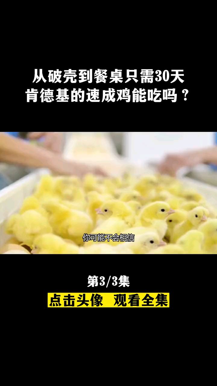 从破壳到餐桌只需30天,肯德基的速成鸡是啥品种?对人体有害吗?