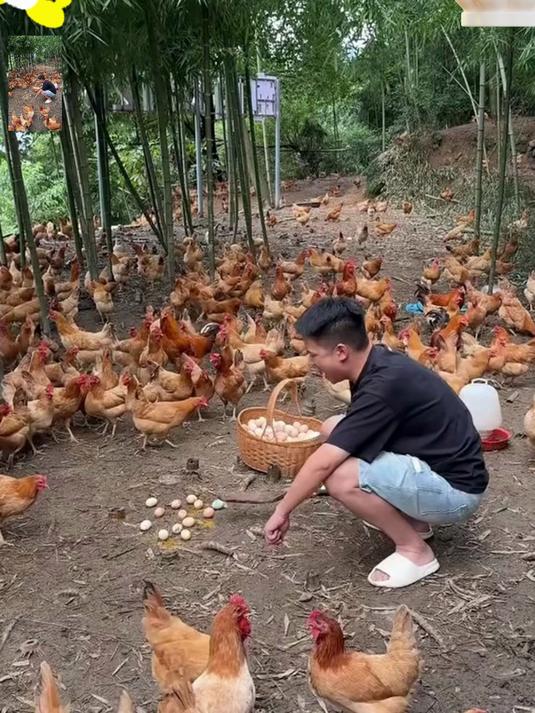 农家散养土鸡蛋!蛋黄绵密蛋香浓,新鲜现捡现发