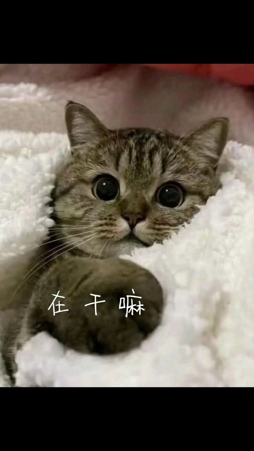 文案壁纸之猫猫表情包:我的眼中只有你