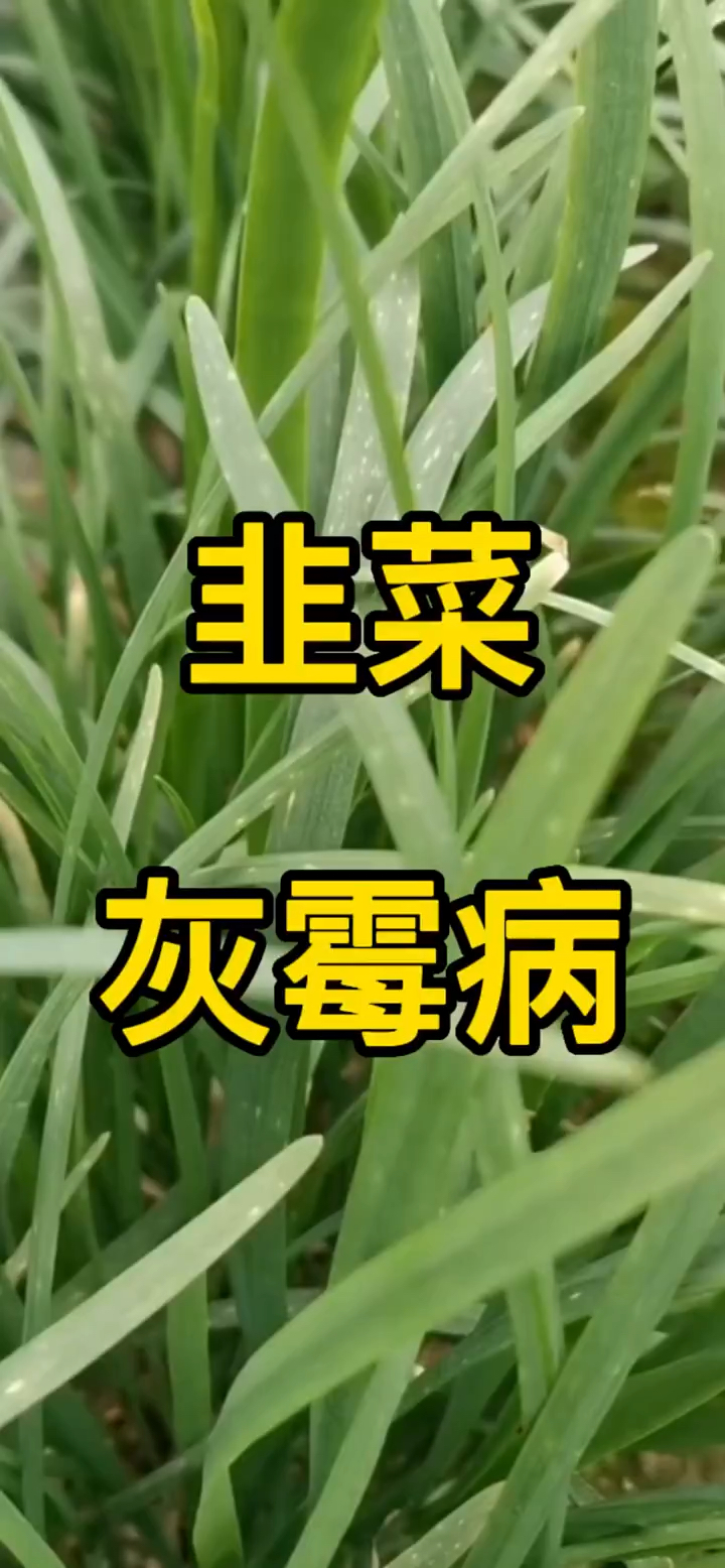 韭菜灰霉病。
