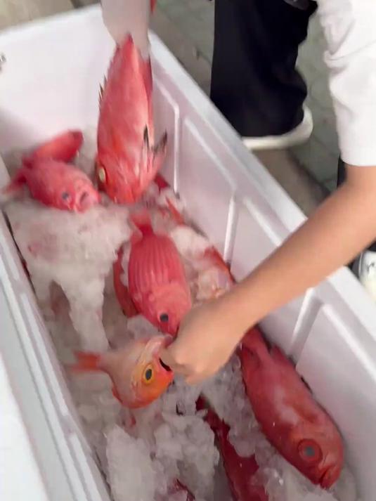 这次摆摊,是红色海鱼专场 虽然卖的不便宜 但是胜在新鲜又少见