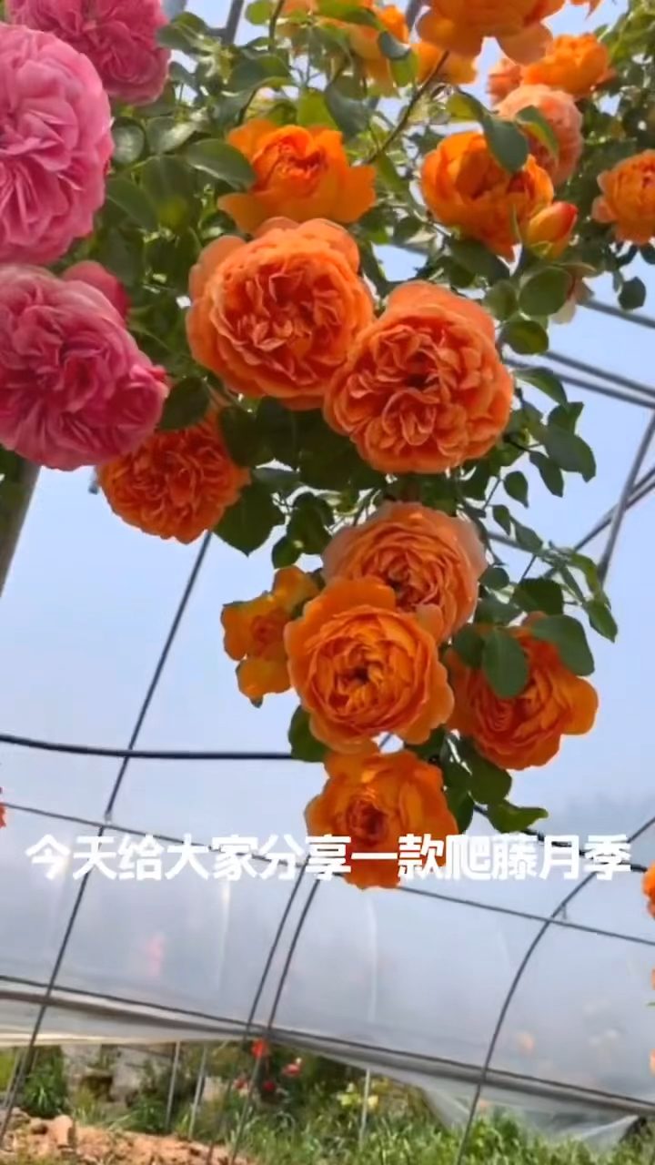 藤本月季蜂蜜焦糖花量多花期长多季循环开花