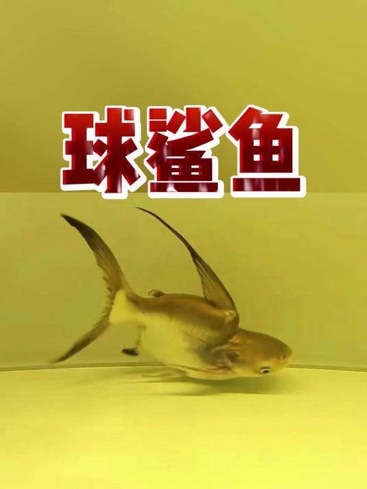 球鲨鱼