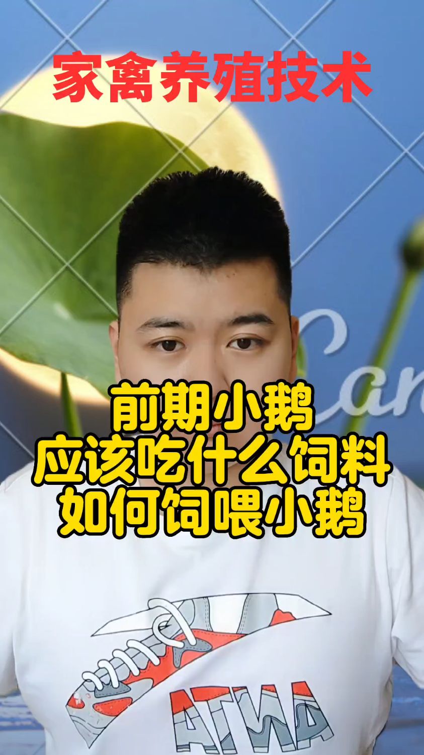 #小鹅的养殖方法和技术小鹅吃什么长的快又好养小鹅要怎么养小鹅要怎么养骨架才长得好