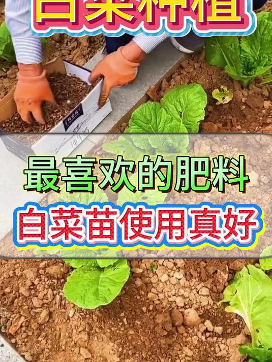 白菜苗期最喜欢的肥料,你知道是什么吗?