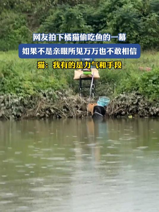 网友拍下橘猫偷吃鱼的一幕,如果不是亲眼所见万万也不敢相信